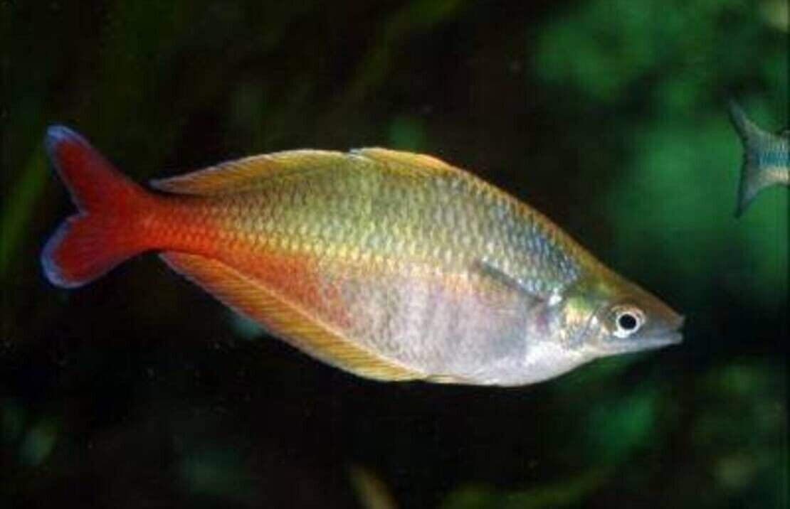 57_4f06f180-cdc6-4b53-8415-56eaa15d89ea.jpg 2 PACK Parkinson Rainbow - Rainbowfish live Fish Tropical Aquarium Fish