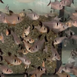 🌟 12 Buenos Aires Tetras Med-Large Stunning Live Fish Fast Ship active healthy
