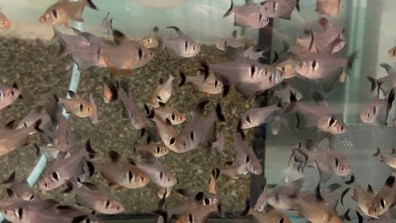 57_4f25e553-36c0-4859-a1b0-e7ff73cc9d01.jpg 🌟 12 Buenos Aires Tetras Med-Large Stunning Live Fish Fast Ship active healthy