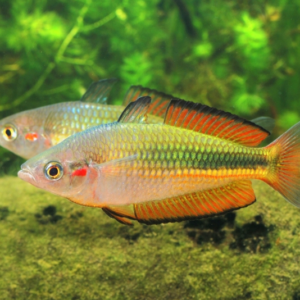 4 PACK M/L Madagascar Rainbow Fish - live fish Bedotia Geayi FAST SHIP