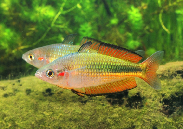 57_4fd720ff-2e1f-49cb-aebd-7991d04b5bc8.png 4 PACK M/L Madagascar Rainbow Fish - live fish Bedotia Geayi FAST SHIP
