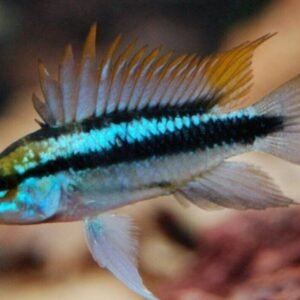 5x Halfmoon Female Betta Sorority -Healthy Active Bettas Live Fish for Aquarium
