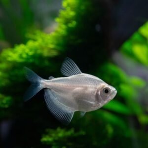 2x Iridescent Sharks 2" awesome Active and healthy FAST SHIP