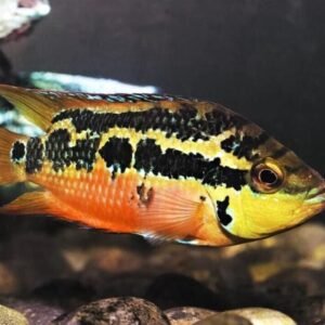 3 Green Terror Cichlids 1.75" - Beautiful Freshwater Live Fish Healthy Active