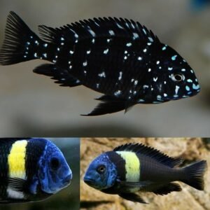 Blue Gold Tip Cichlid 1.5 - 2" . African Cichlid Tanganyikan Grab a couple NOW!
