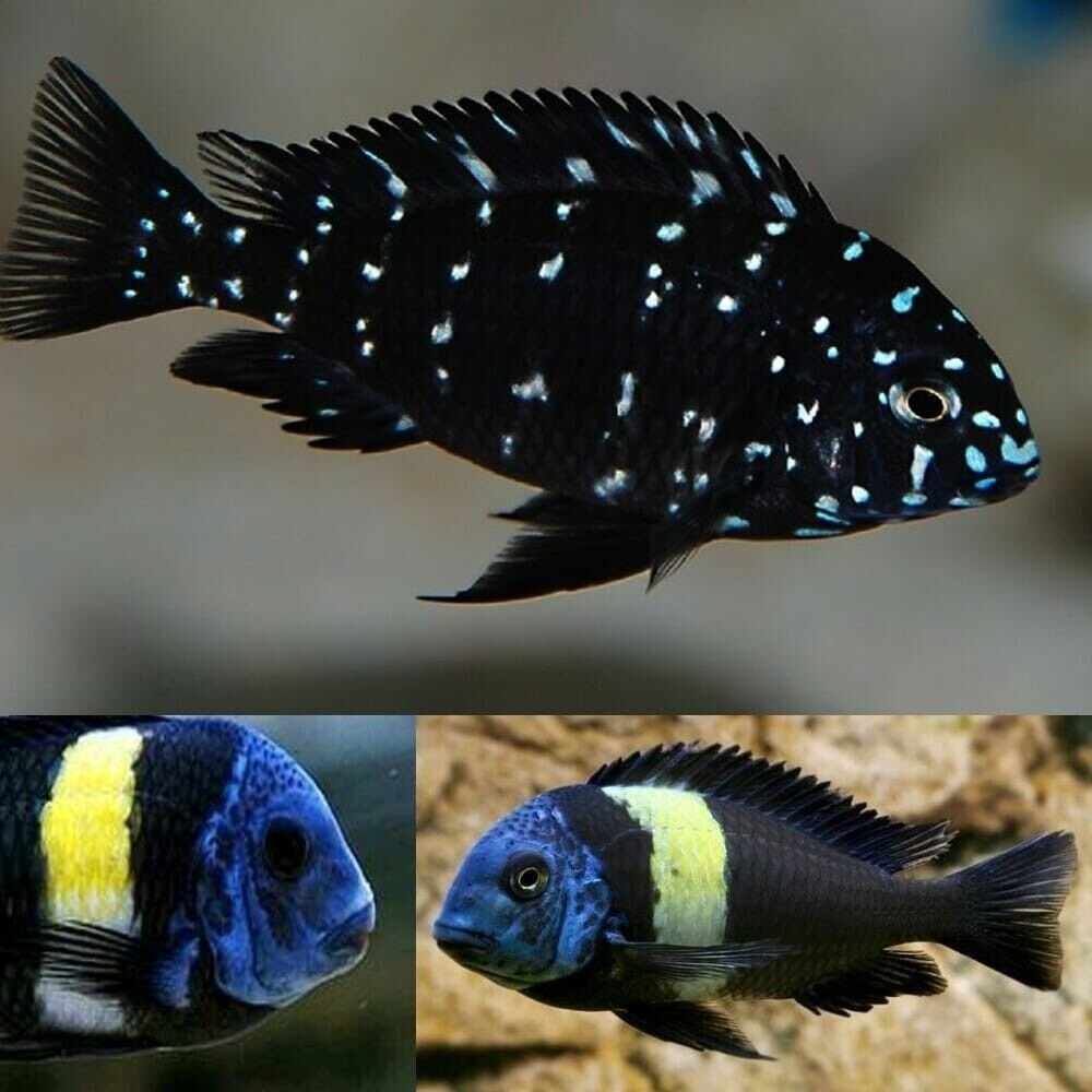 57_516ccca3-b8da-4a93-8987-2ccef7656456.jpg Blue Gold Tip Cichlid 1.5 - 2" . African Cichlid Tanganyikan Grab a couple NOW!