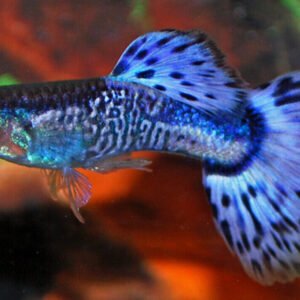 Oryzias Latipes Medaka Blue Rice Fish Enchantment! 🐠 Live Fish