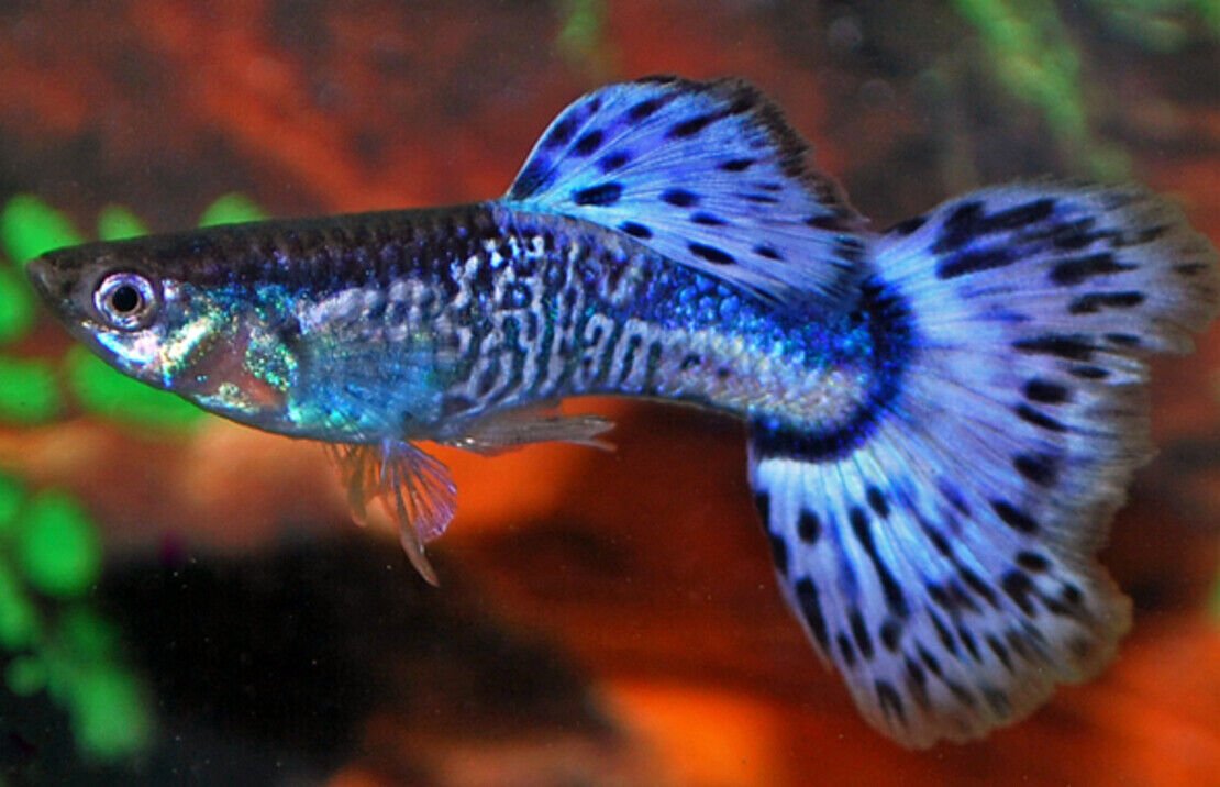 57_518c2468-f8a9-4540-9425-545c07fad6f3.jpg Oryzias Latipes Medaka Blue Rice Fish Enchantment! 🐠 Live Fish
