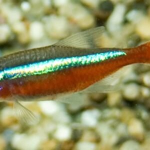 2 Red Zebra Cichlid 3.5" - 4" Colorful Freshwater Live Fish Healthy Active