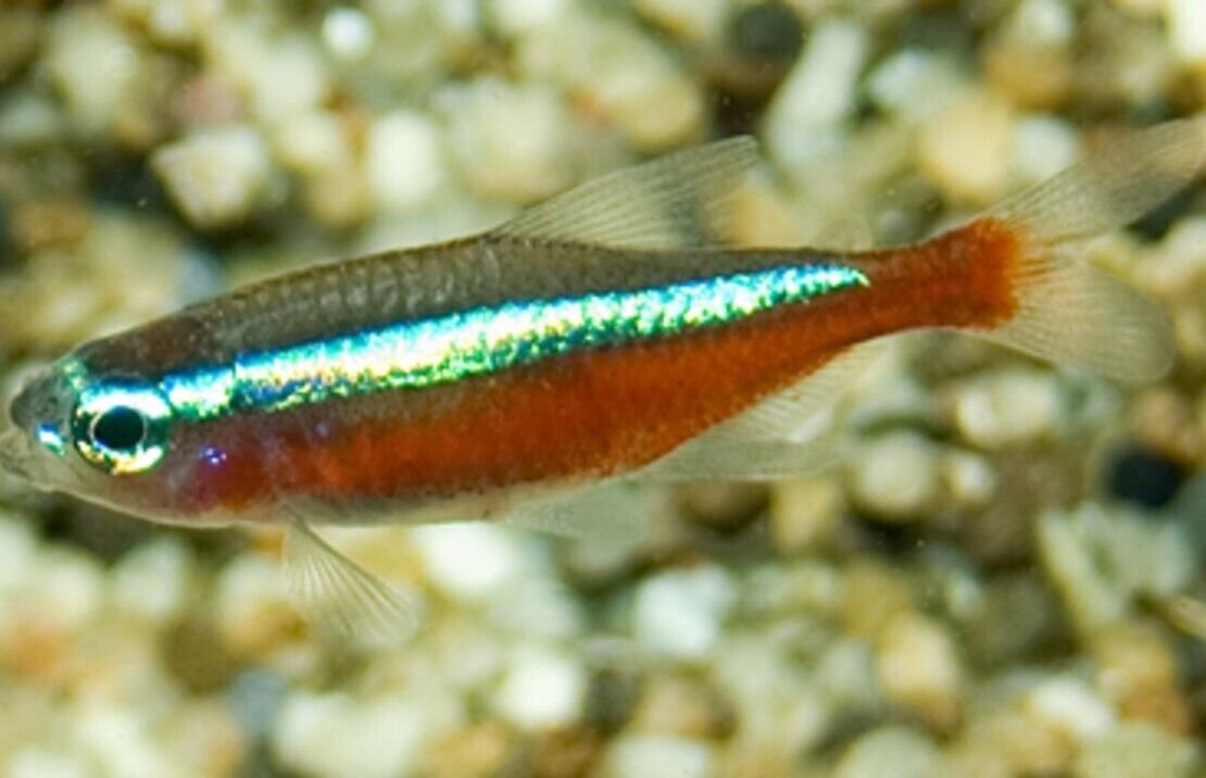 57_51d6090e-1239-41f4-b346-9d6809c72100.jpg 2 Red Zebra Cichlid 3.5" - 4" Colorful Freshwater Live Fish Healthy Active