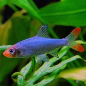 5x Blue Oryzias Latipes Medaka Wow!! Live Tropical Fish FAST SHIP