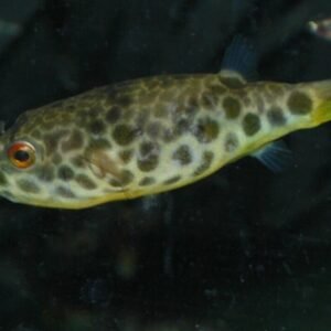 1 Pair Apistogramma Sunset Norberti Live Tropical Aquarium Fish FAST SHIP