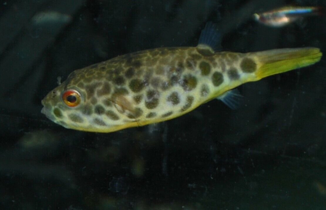 57_5262362f-ec34-4f58-8c0a-1513418c9182.jpg 1 Pair Apistogramma Sunset Norberti Live Tropical Aquarium Fish FAST SHIP