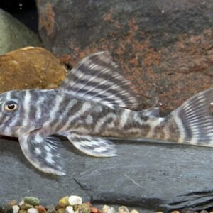 Orange Seam Pleco L106 Approx. 1.5" Wild Caught Live Fish FAST SHIP Pleco