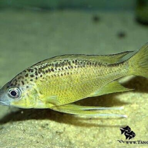 3x (2"-3"+) Assorted Pearl Scale Fantail CUTE Goldfish Healthy Live Fish