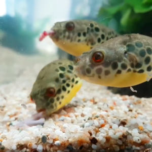12 Pack TIGER BARB Live Fish Active Healthy Aquarium Fish Fast Shipping
