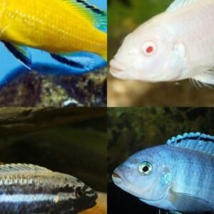 Green Peru Discus Wild caught 3" Size Healthy Live Discus Fish tropical aquarium