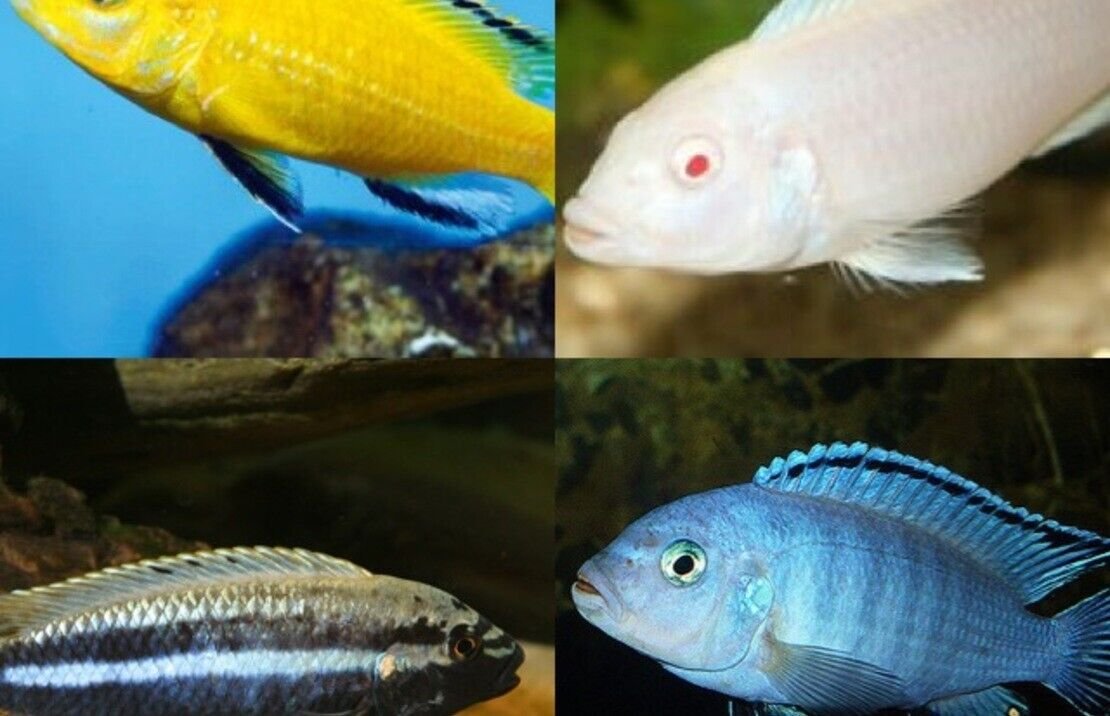 57_54cd68b0-c1a2-413e-9f4a-70501e8358ee.jpg Green Peru Discus Wild caught 3" Size Healthy Live Discus Fish tropical aquarium