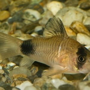 2 Pack of Guenthers Killie Med Size Nothobranchius Guentheri Beautiful FAST