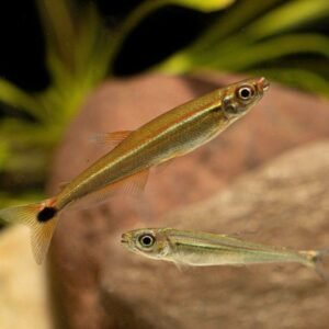 1x, 3x, Blood Red Dwarf Gourami Male Fish live Fish Freshwater OVERNIGHT SHIP