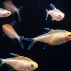 6x Black Emperor Tetra Small RARE LIVE TROPICAL FISH Great Fish Awesome Price.