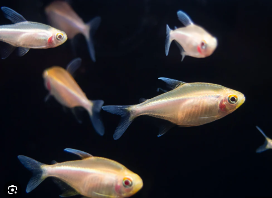 57_565c70cf-b051-4026-a959-e72555519ade.png 6x Black Emperor Tetra Small RARE LIVE TROPICAL FISH Great Fish Awesome Price.