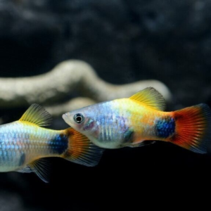 3x Leporinus Strikingly Beautiful Live Fish FAST SHIP