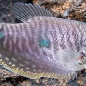 3-3.5" Tetraodon Schoutedeni Majestic Masterpiece of the Aquarium! 🐡- Live Fish