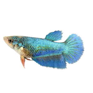 1 L10A Red Lizard Whiptail Pleco 1-1.5"+ Live Fish A Fiery Splash of Color