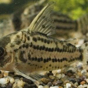 Colorful 12-Pack Mixed Platy Live Fish: Vibrant Community Aquarium Species