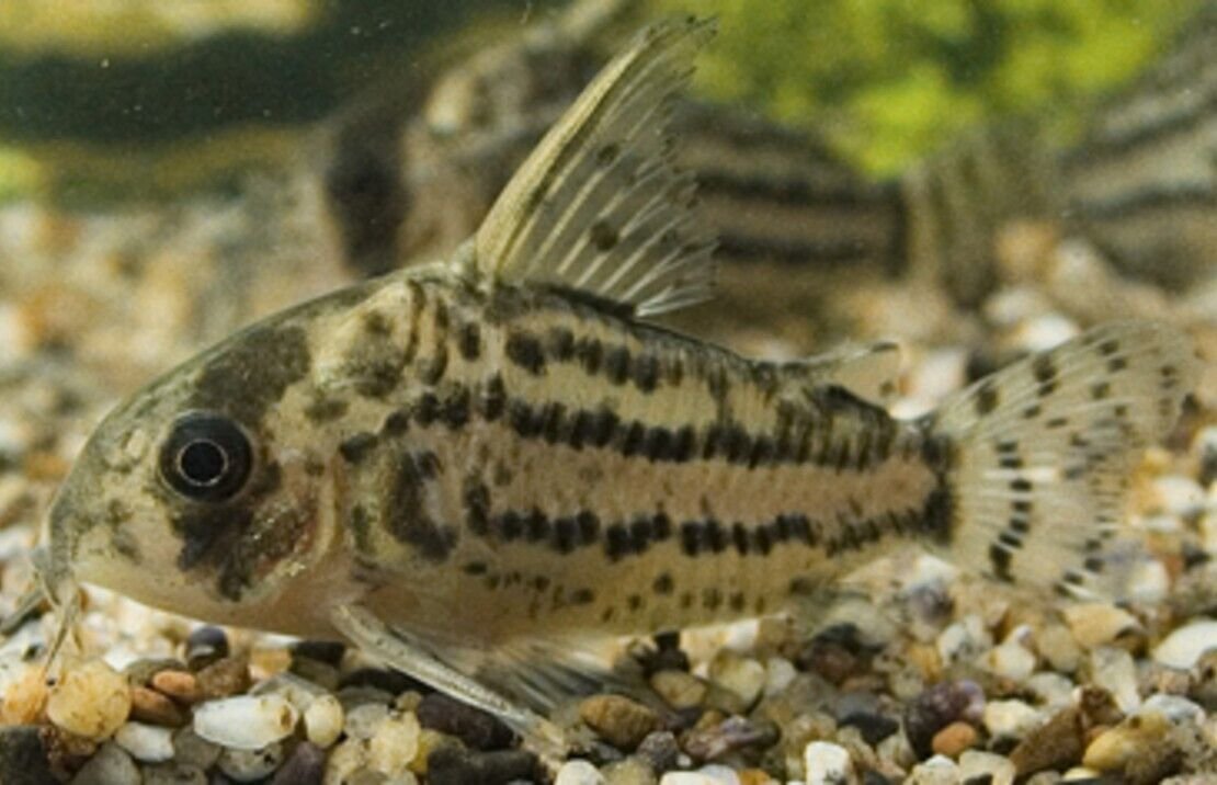 57_5acd308e-6592-460a-ad37-e155cb760699.jpg Colorful 12-Pack Mixed Platy Live Fish: Vibrant Community Aquarium Species