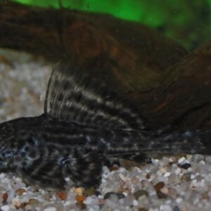 5 Medium Green Jade Tiger Barbs - Peaceful Schooling Live Fish Fast Shipping