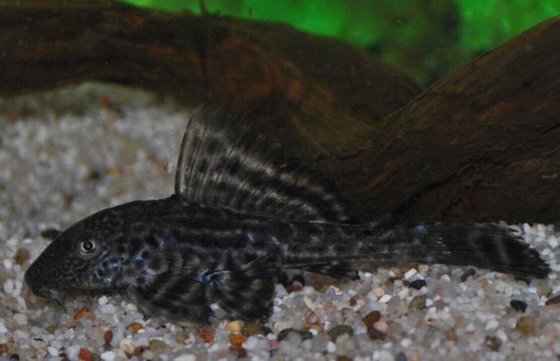 57_5be00608-5fba-44a3-a530-bc0a48e65dad.jpg 5 Medium Green Jade Tiger Barbs - Peaceful Schooling Live Fish Fast Shipping