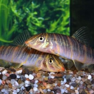 2 PACK M/L Crimson Spotted Rainbow Fish - live fish FAST SHIP
