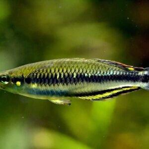 2 PACK M/L Emerald Rainbow Fish - Melanotaenia Wannamensis live FAST SHIP