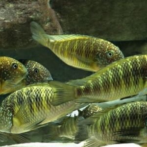 Tiger Plecostomus L02 Small Size - 1-1.5" Live Fish Fast Shipping