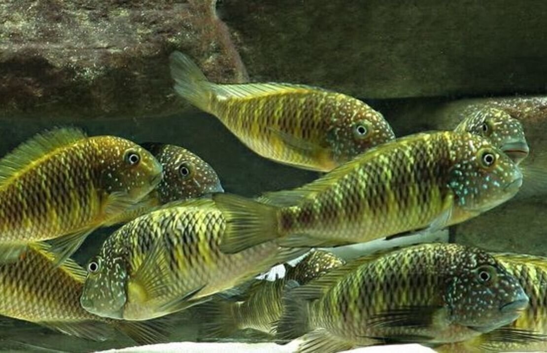 57_60e39539-dd47-44e7-989d-d26e27639ada.jpg Tiger Plecostomus L02 Small Size - 1-1.5" Live Fish Fast Shipping