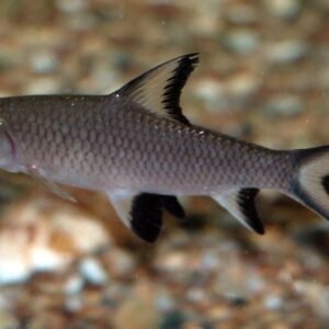1x, 3x, or 6x RAINBOWSHARK 2" (Epalzeorhynchos frenatus) Beautiful Live Fish