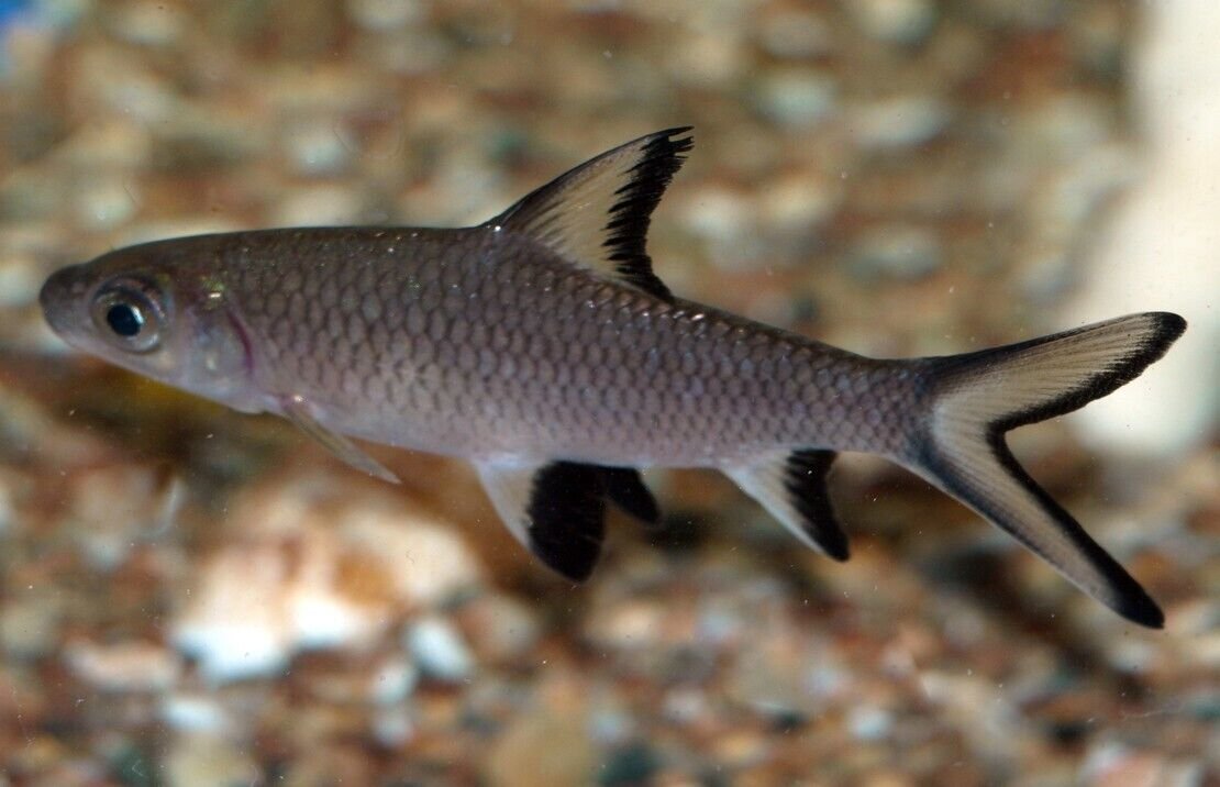 57_61cef89c-bdf9-4d16-82fd-55f071750dc5.jpg 1x, 3x, or 6x RAINBOWSHARK 2" (Epalzeorhynchos frenatus) Beautiful Live Fish