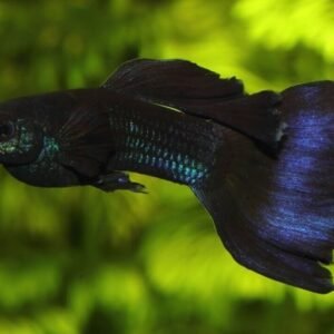 5 Platinum Green Tiger Barbs - Beautiful Schooling FAST SHIP