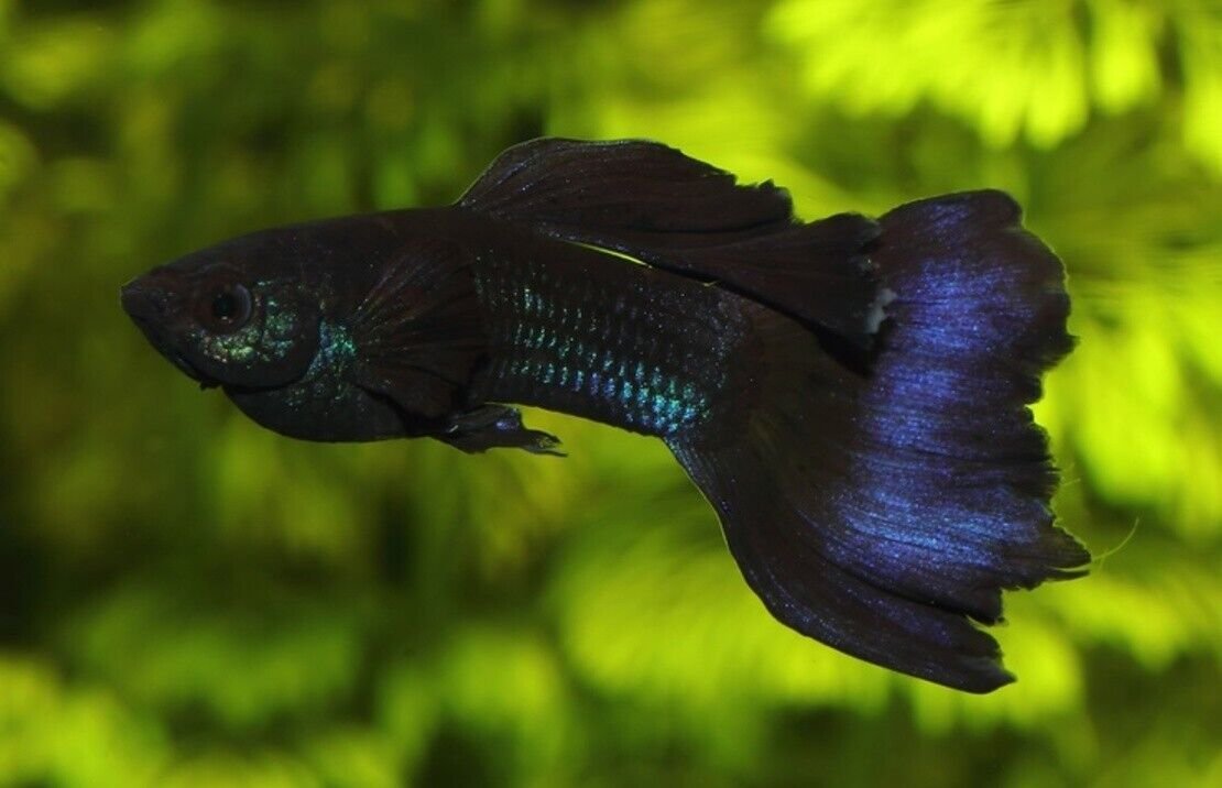 57_62841bac-cac0-4d85-b61a-e87ff32717f7.jpg 5 Platinum Green Tiger Barbs - Beautiful Schooling FAST SHIP