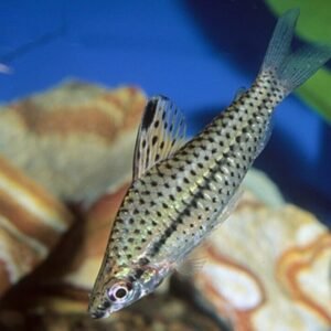 6 Fantail Nymph Goldfish 2-2.5" for aquarium or koi pond FAST SHIP