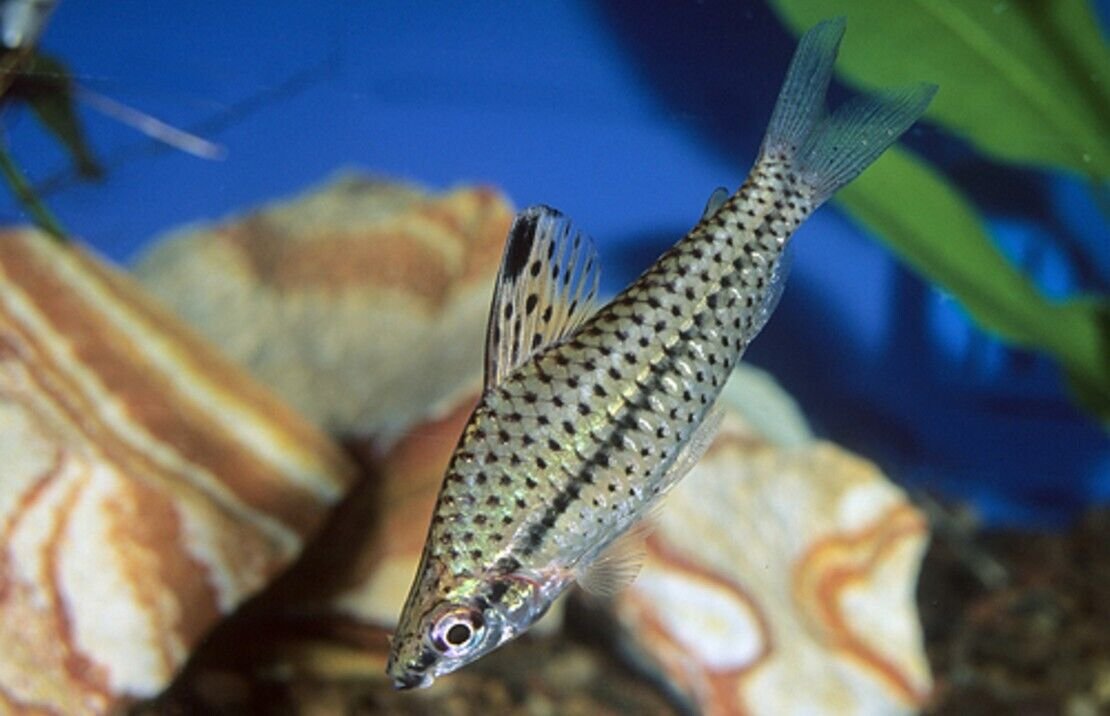 57_62b2d68d-f511-4ec5-b3b8-29e780159839.jpg 6 Fantail Nymph Goldfish 2-2.5" for aquarium or koi pond FAST SHIP