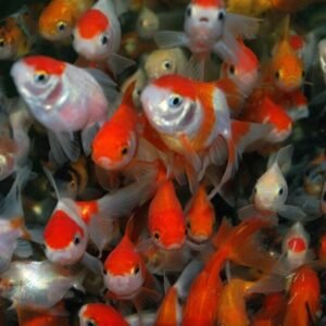 🐴 White Horse face Loach Acantopsis choirrhynchos Live Fish FAST SHIP