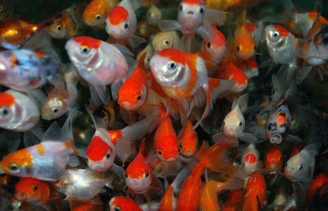 57_63133713-da85-444b-ae3e-0ad2cf387d2e.jpg π΄ White Horse face Loach Acantopsis choirrhynchos Live Fish FAST SHIP