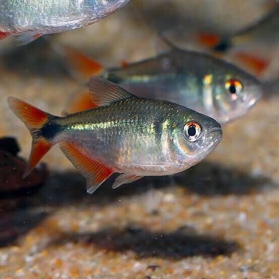 57_644f45ce-5cd6-409f-bf9b-7ae9b928c111.jpg 3x Corydora Elegans Medium Size Elegance in Miniature Form Fast Ship Live Fish