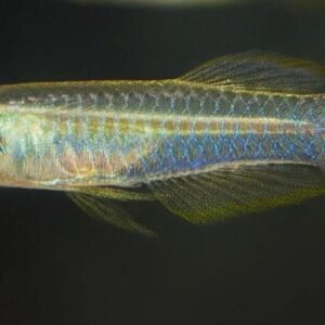6x Cardinal Tetras XL Striking Colors live Fish for Aquarium! 🌈FAST SHIPPING