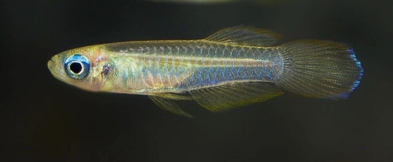 57_650489f0-5e1d-4dfd-aaec-fce9b8b66b2c.jpg 6x Cardinal Tetras XL Striking Colors live Fish for Aquarium! 🌈FAST SHIPPING