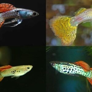 3" Silver Arowana Live Fish Awesome Healthy Live Fish for your Aquarium