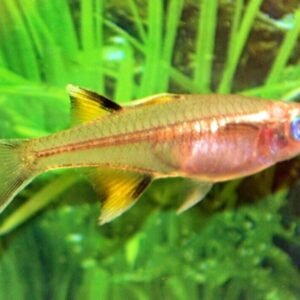 8x Live Emerald Dwarf Danio Rasbora - Stunning Aquatic Charm! Tropical Fish